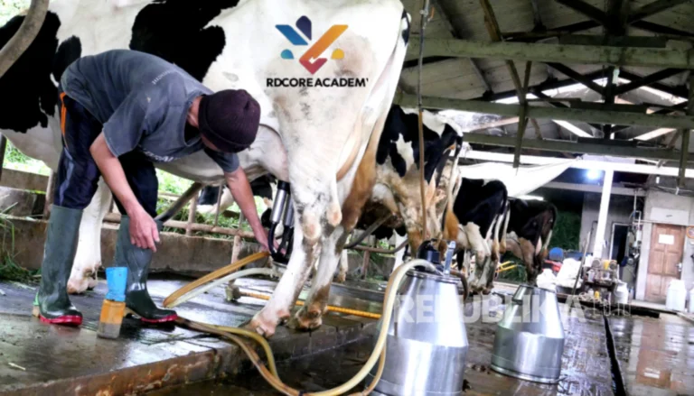 Perternakan Sapi Perah