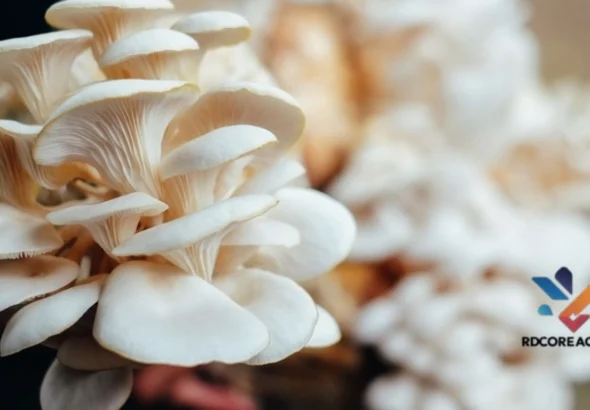 Budidaya Jamur Tiram