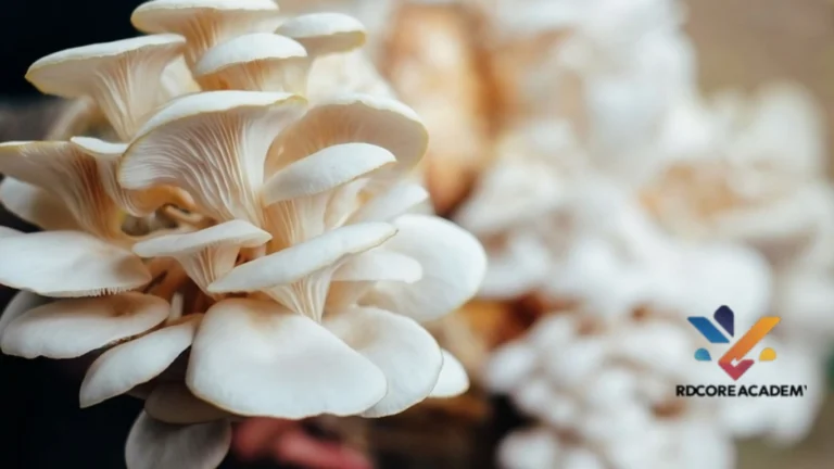 Budidaya Jamur Tiram