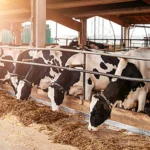 Perternakan Sapi Perah