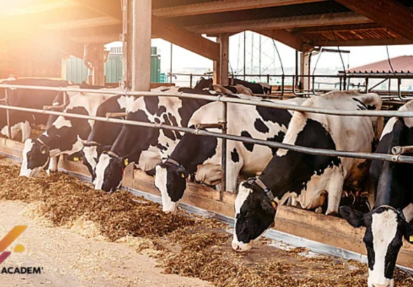 Perternakan Sapi Perah