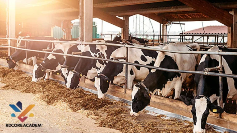 Perternakan Sapi Perah