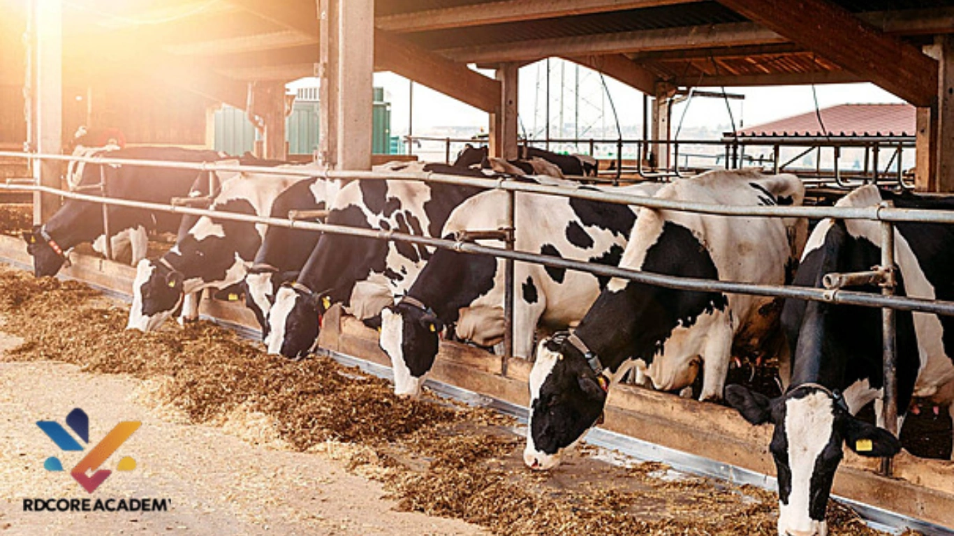 Perternakan Sapi Perah